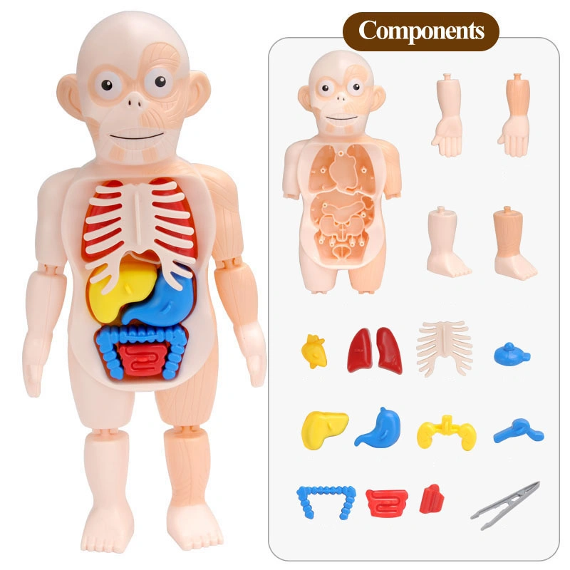 DIY 3D Human Organ Model Kids Education Toys for School Learning Resources