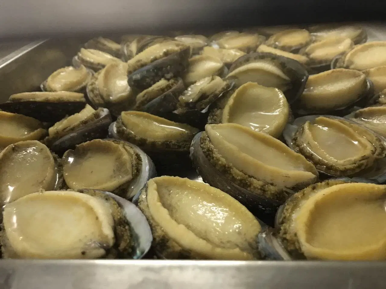 Congelados o frescos de alta calidad Abalone Proveedores