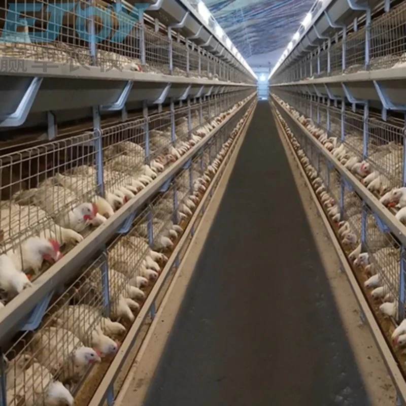 Granja de la capa de aves de corral automático de jaulas en batería ganado el equipo de pollo huevo