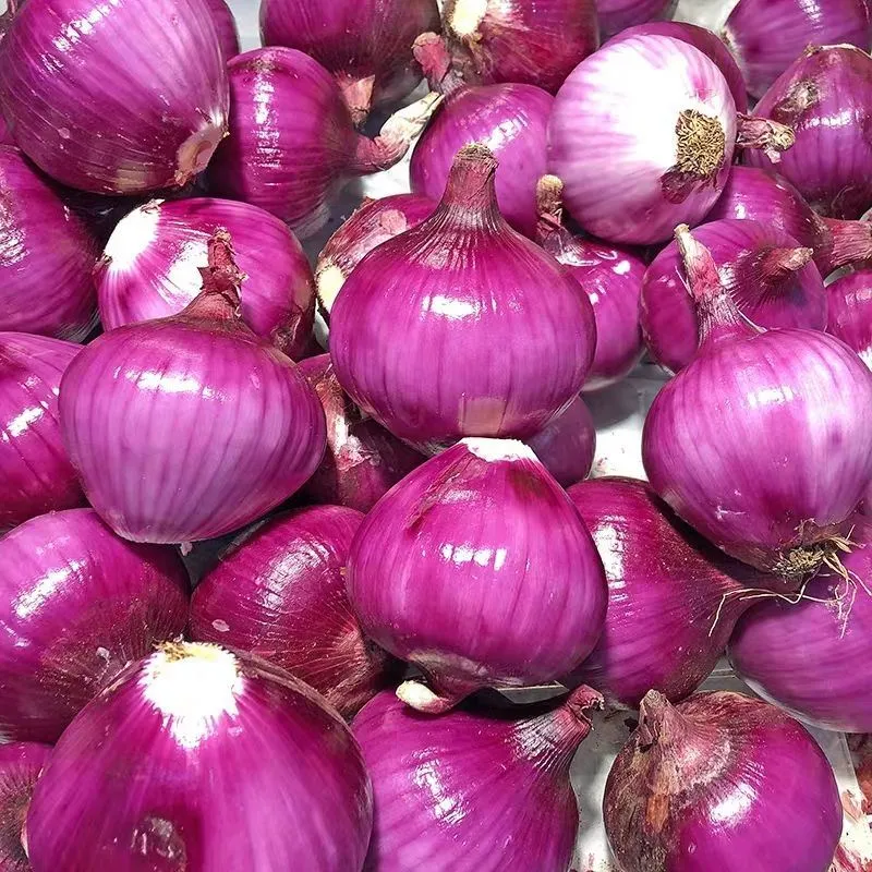 Red Onion Ginger Garlic Fruit Fresh Vegetables Onion with ISO HACCP Certification Mesh Bag 5kg 10kg Wholesale/Supplier