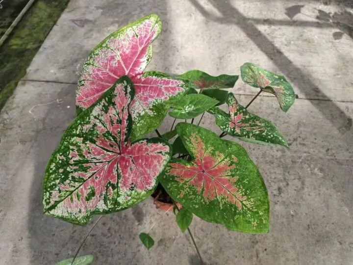 2021 Hot Selling Home Hotel Decoration Bonsai Caladium Bicolor