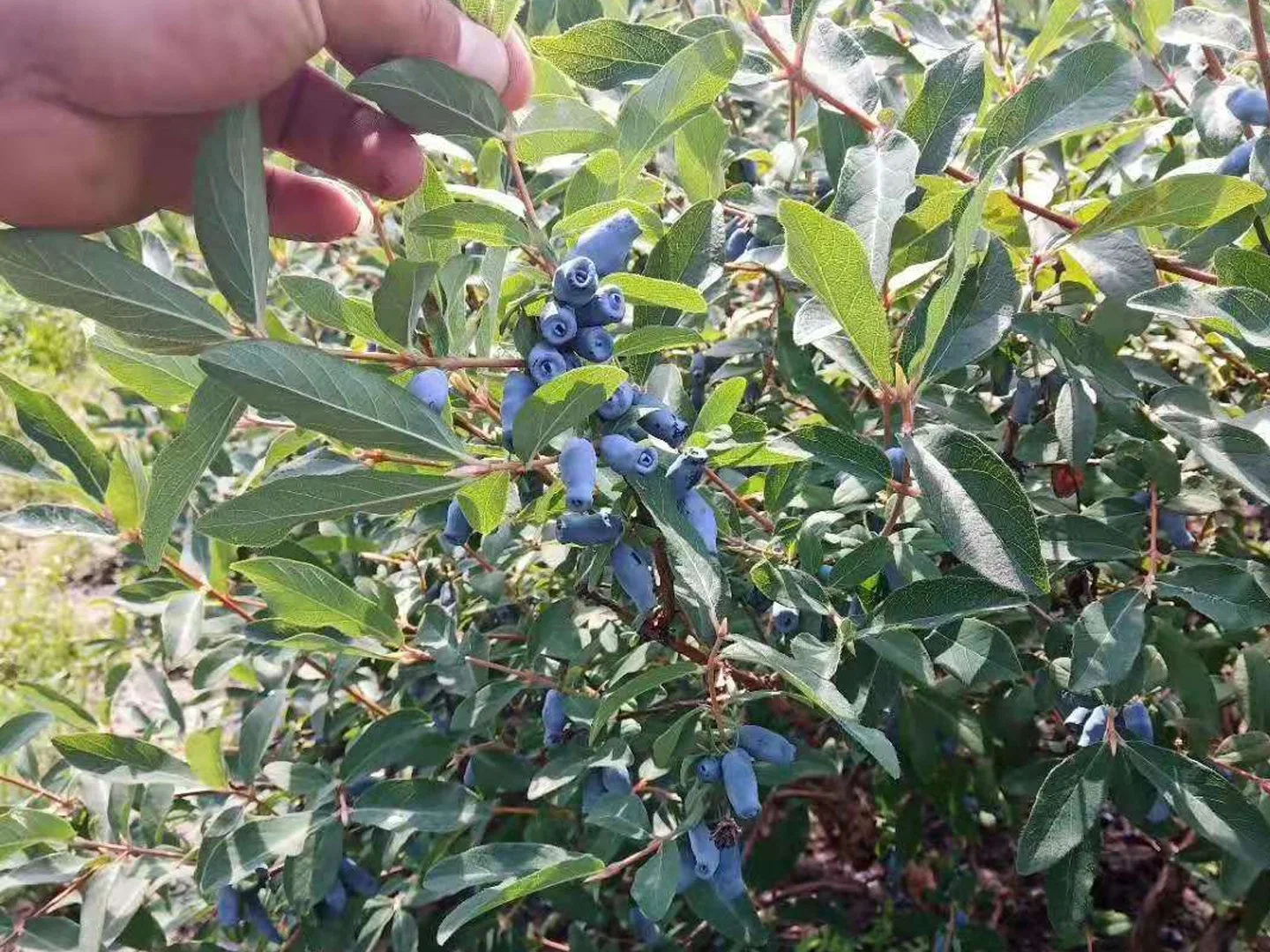 Honeyberry Trees Lonicera Caerulea Trees Live Fruit Tree Seedlings