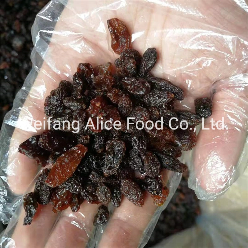 New Crop Halal Kosher Certificated Xinjiang Turpan Raisins Supplier Dried Raisin Black Raisin