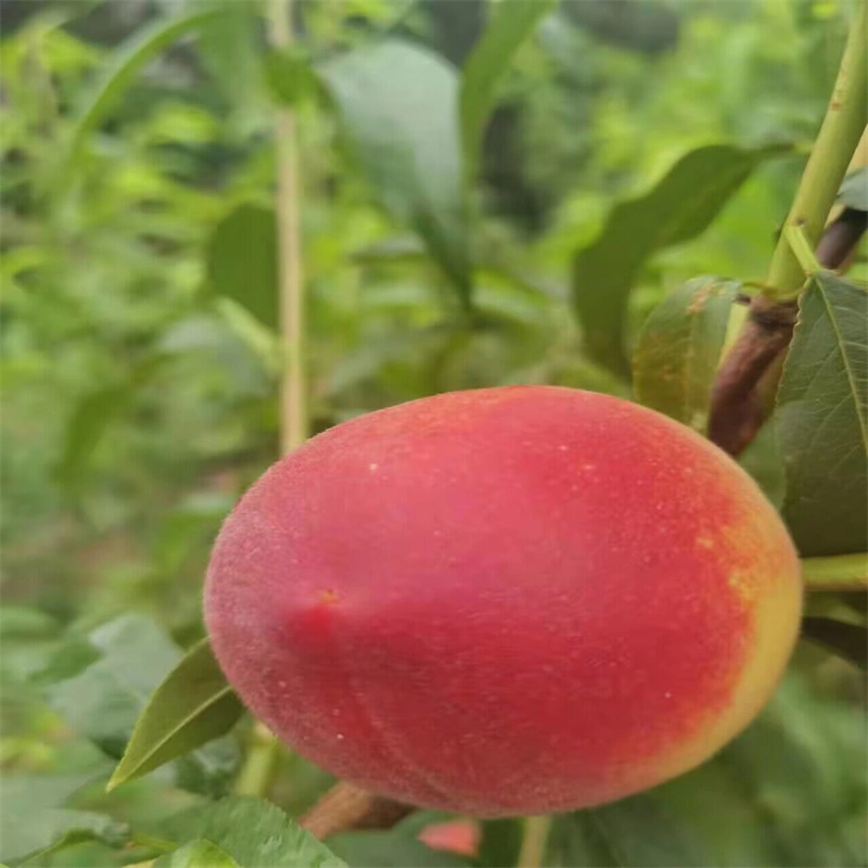 Organic nuevos sabores dulces sanos y frescos Joicy Melocotón amarillo