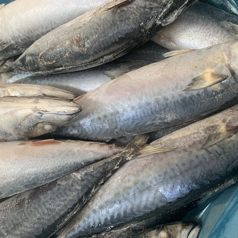 Atlantic mackerel filetes congelados de pescado congelado los exportadores de la caballa Jurel del Pacífico en el mercado chino