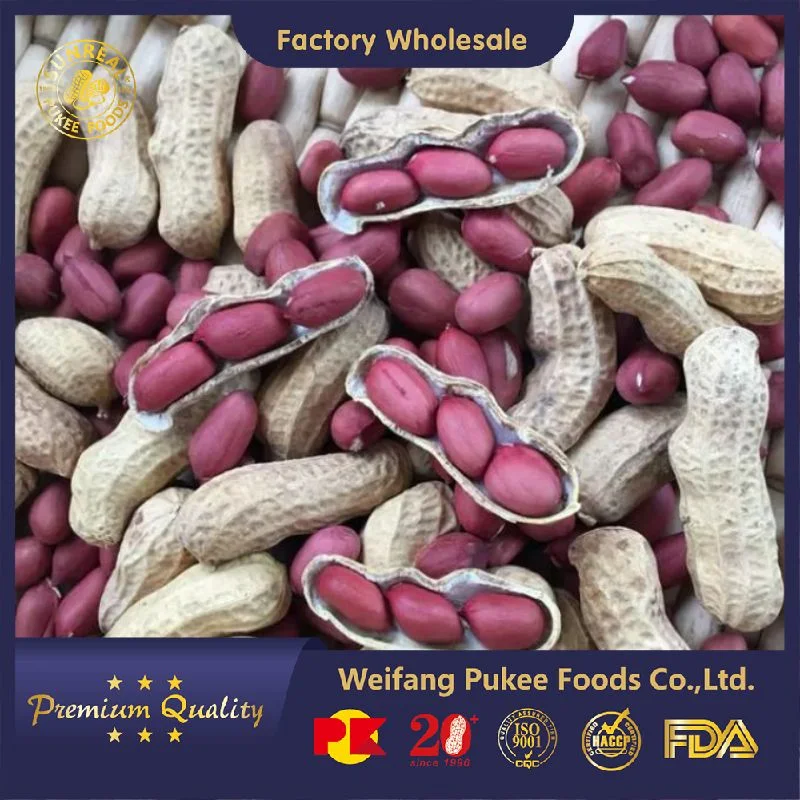 Roasted Red Skin Peanut in Shell/Sunreal/Thin Shell/Easy to Move/Plump Kernel