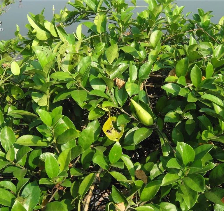 L'abaissement de la glycémie du gymnema sylvestre Extrait Extrait de la poudre de suppléments du gymnema