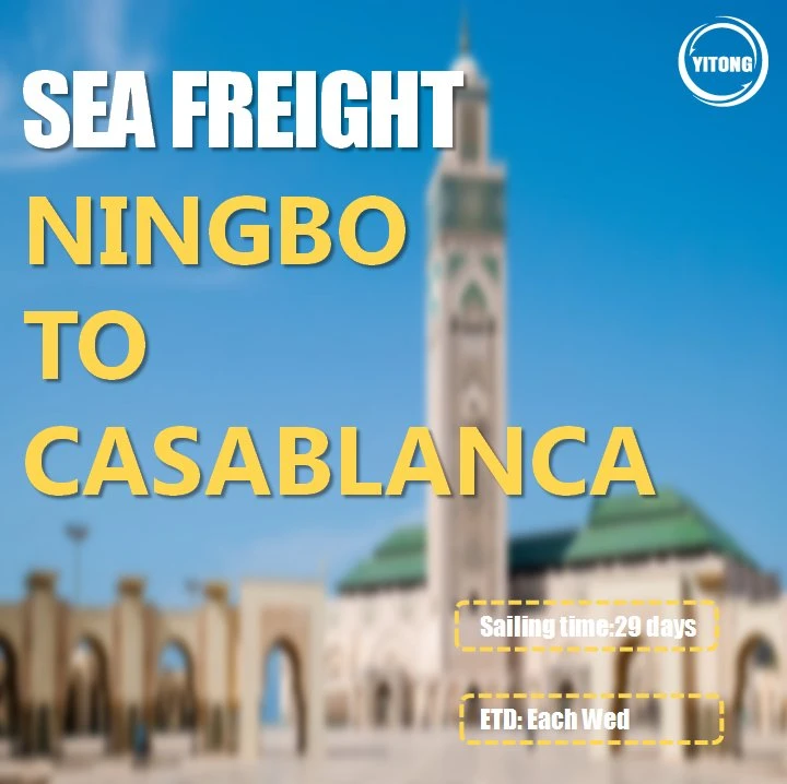 Sea Freight Shipping Cost From Ningbo Qingdao to Algiers Algeria