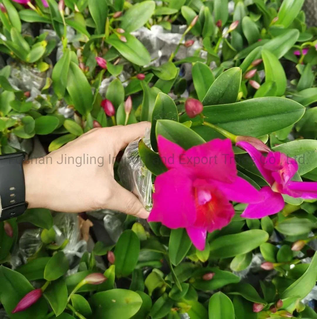 Cattleya Phalaenopsis viven las plantas de interior plantas de flores de boda para la decoración del hogar