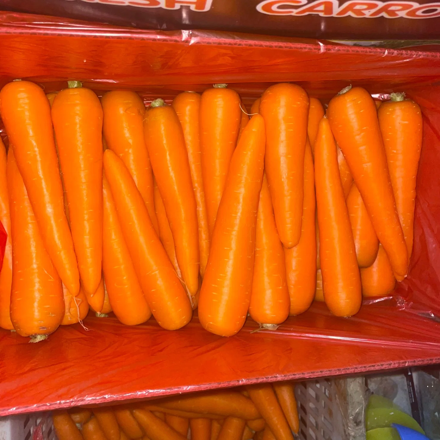 New Crop Carrot for Export Oman 4kg Carton S Size