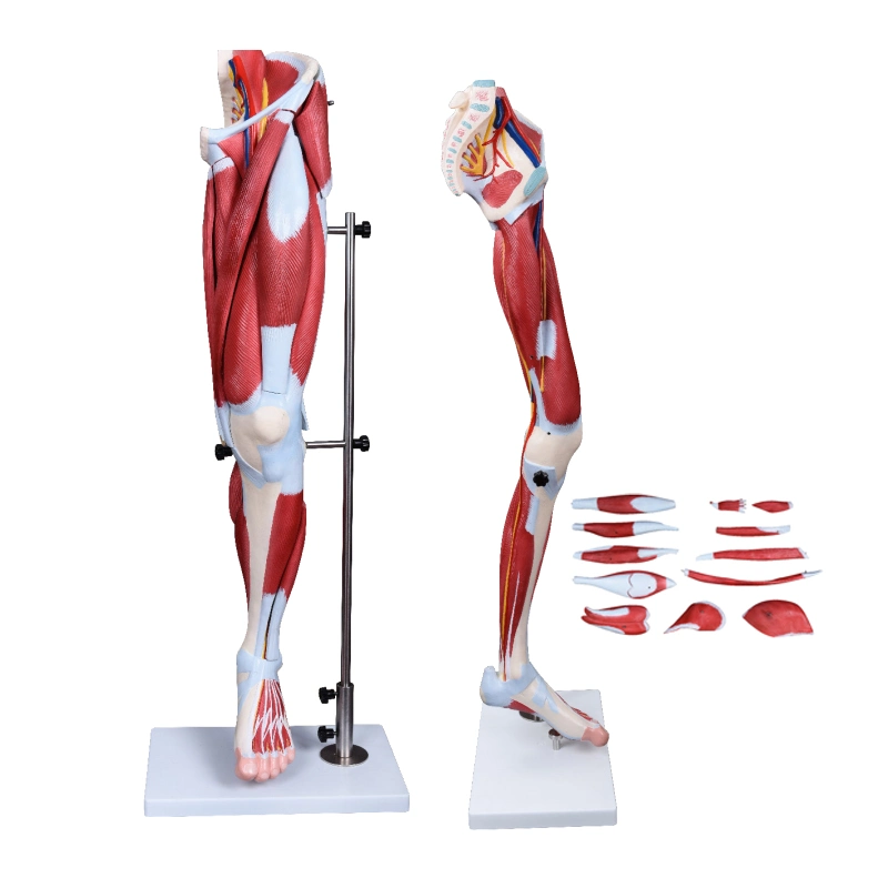 Life Size Menschliche Muskel Fuß Modell 7 Teile Anatomie Modell