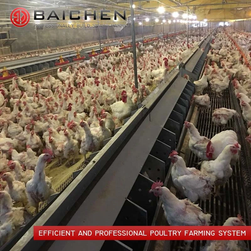 2023 Alimentateur automatique bon marché pour l'élevage de poulets pour les poulets de chair et les reproducteurs pour une ferme d'élevage de reproducteurs avicoles.