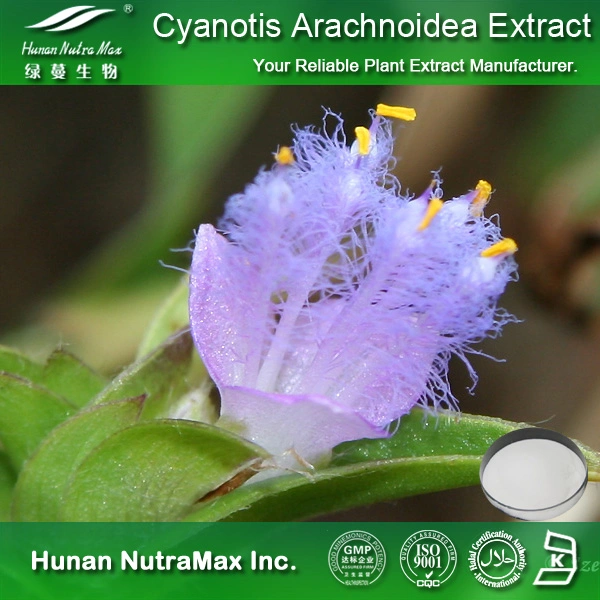 Cyanotis Arachnoidea Extract poudre Ecdystérone 98%