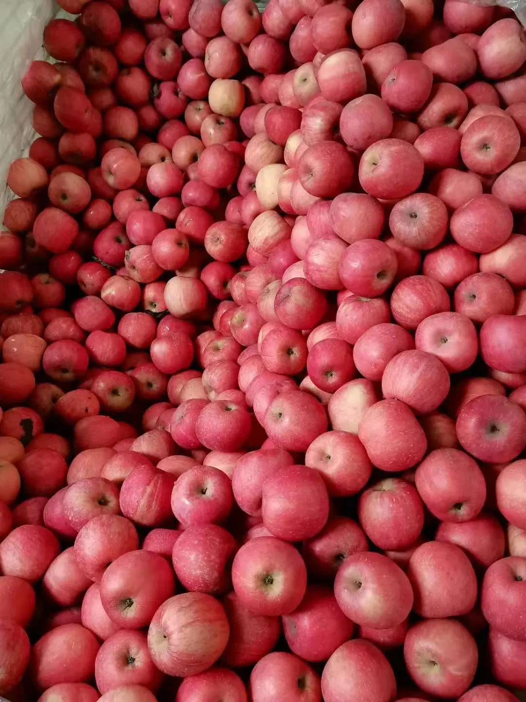 Fresh Fruits Red Paper Bagged FUJI Apples