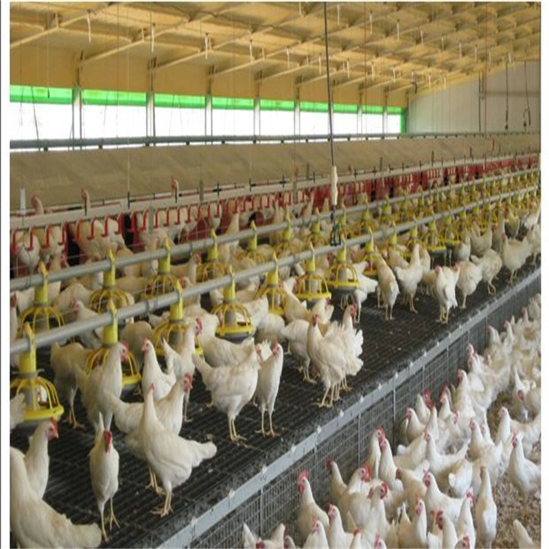 Steel Poultry House Chicken Shed Broiler House with Feeding Equipment