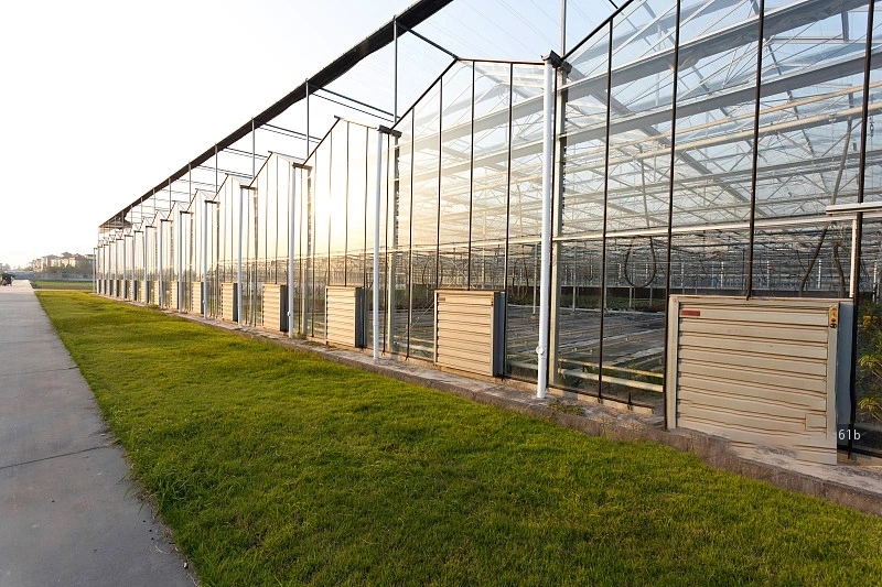 Modren la agricultura de invernadero de vidrio con sistema de cultivo hidropónico de tomate Pepino Pimiento/// Fresa