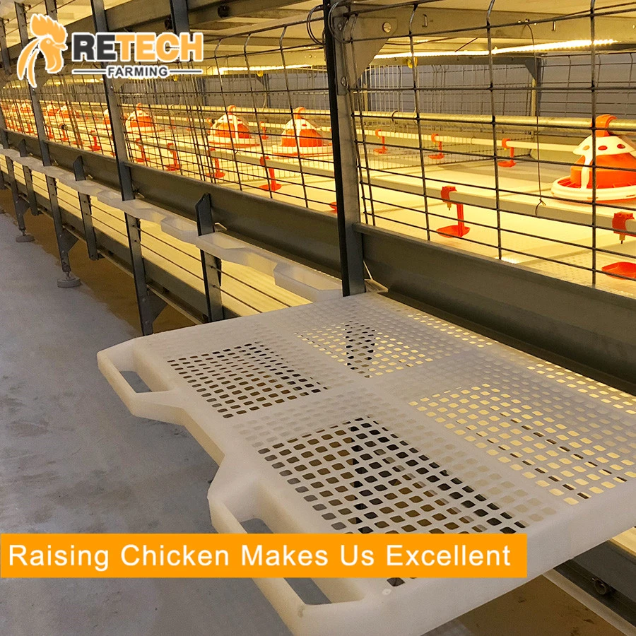 Automatic Poultry Farm Broiler Feeding System Broiler Chicken Raising Equipment