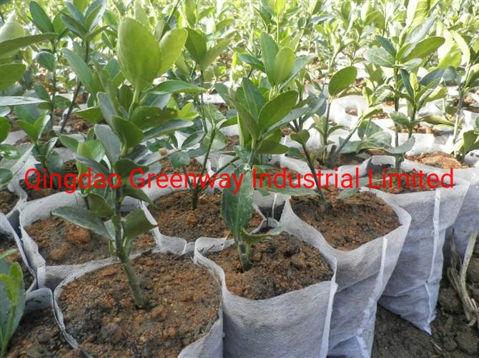 PP Spunbonded Non-Woven Agricultural Seedling Non-Woven Breathable Dustproof Cloth