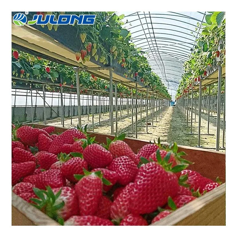 La película de plástico fresas agrícolas abarcan varios gases de efecto con el sistema hidropónico para la venta