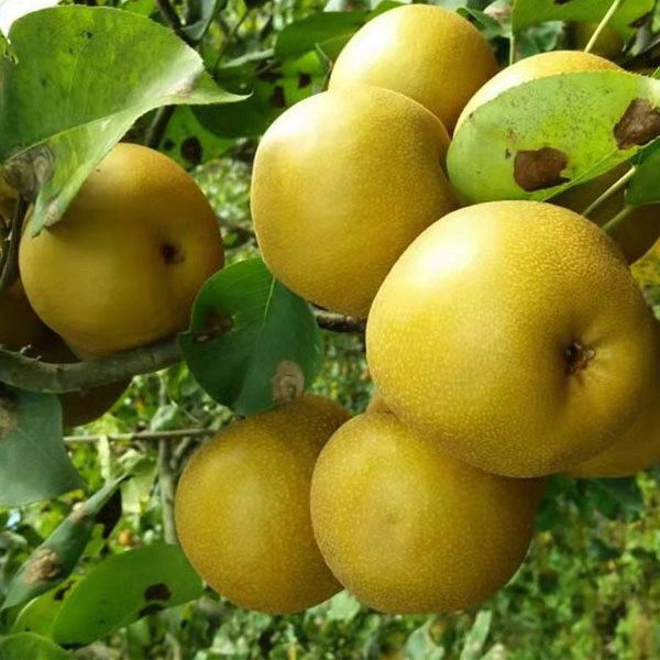 Touchhealthy Supply Pear Seeds Fruit Tree Seeds for Growing