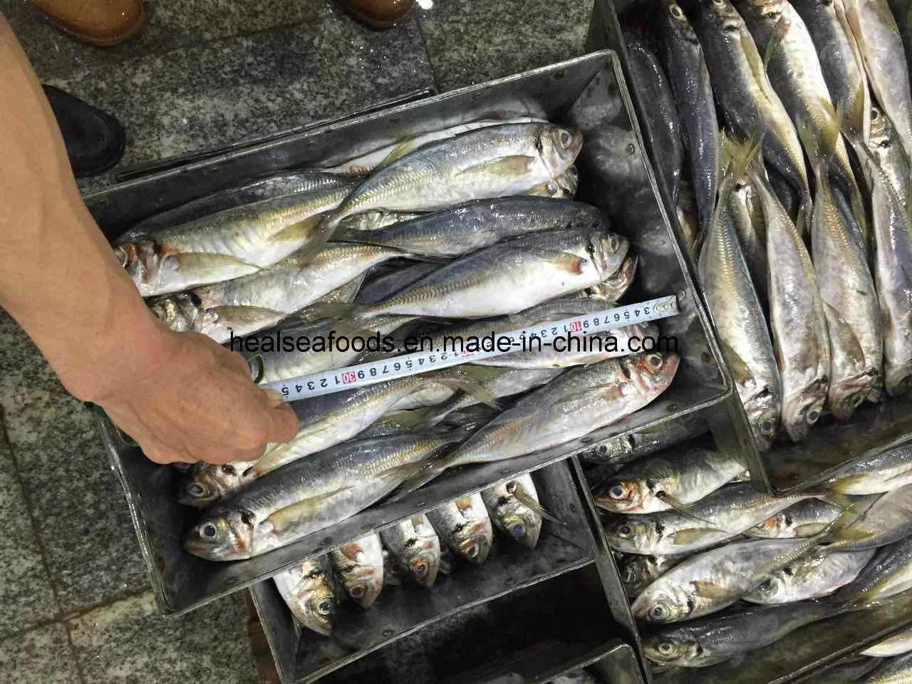 Chinese 20cm+ Frozen Horse Mackerel with Lowest Price