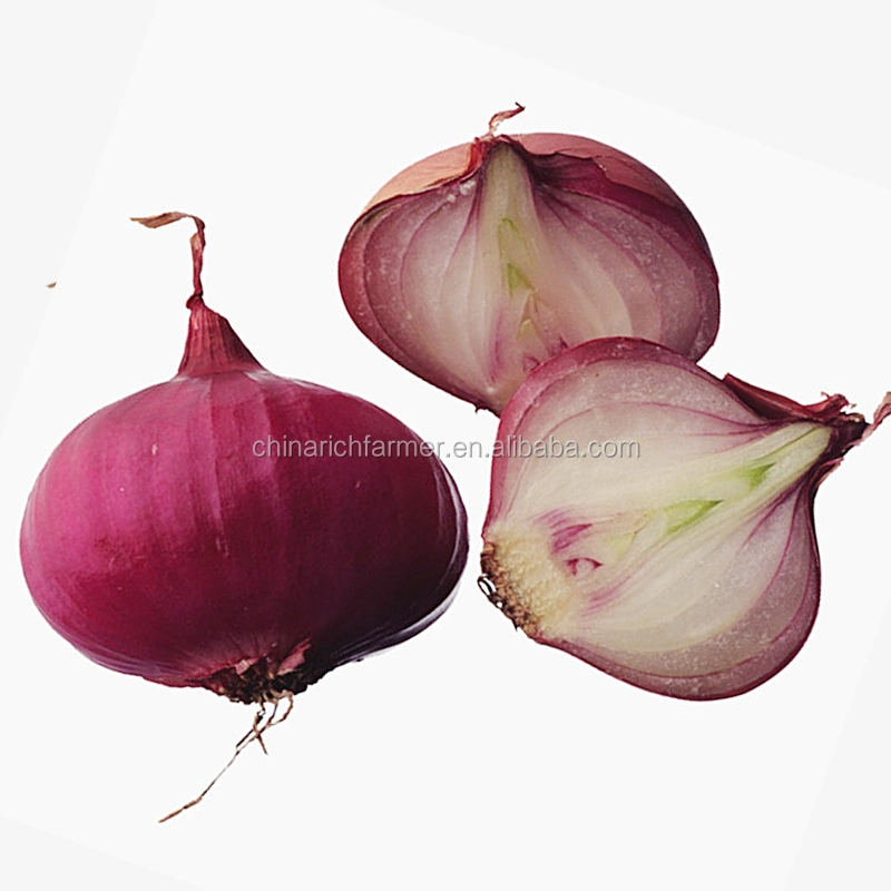 Chinese New Crop Fresh Red Onion for South Asia Market