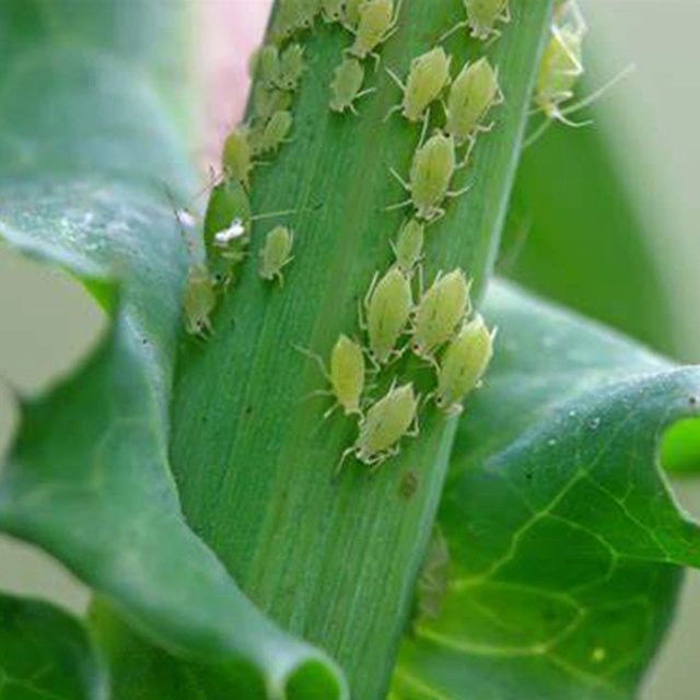 Fábrica da China Produtos químicos pimetrozine 97% TC pesticida inseticida 123312-89-0