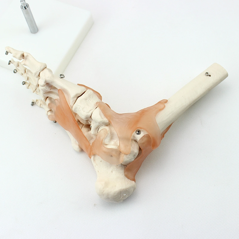 High Reproduction and Accuracy Medical Teaching Models Human Teaching Skeleton Foot Joint with Natural Size of PVC