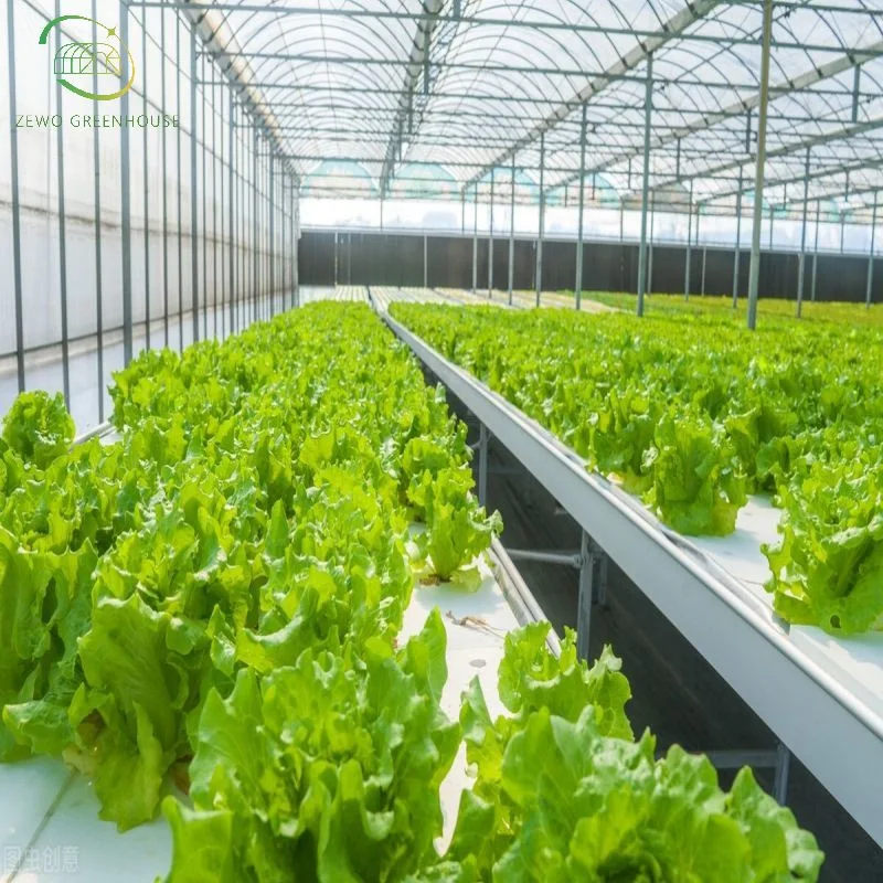 Nutrient Solution Customized Tropical Nft Hydroponics System Used for Vegetable