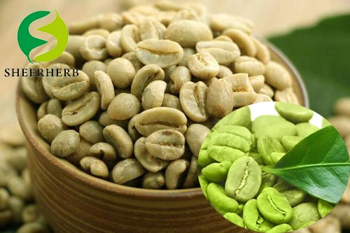 100% Pure Natural Green Coffee Beans with Strong Aroma, Resist Fatigue/Enhance Immunity, High quality/High cost performance Green Coffee Beans