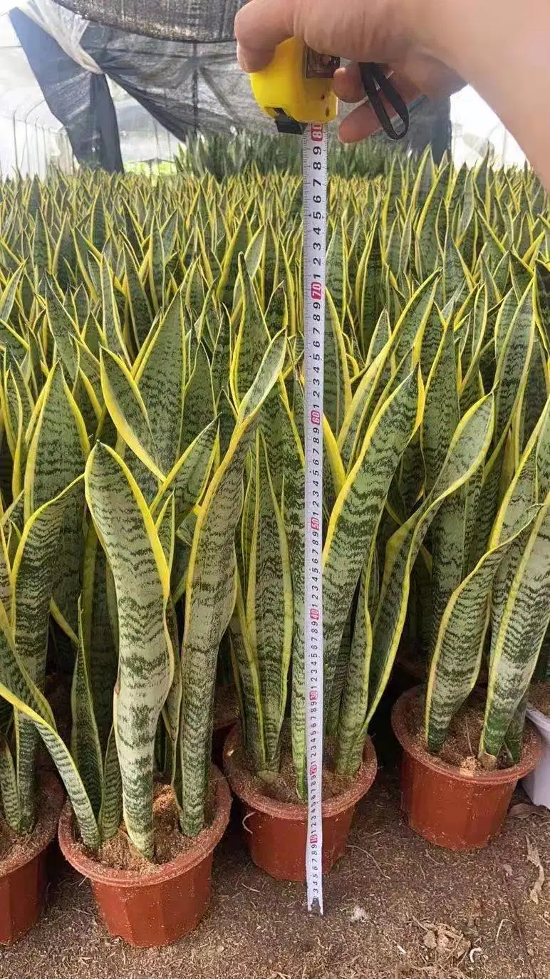 Китай золотой раме Sansevieria Trifasciata Prain Sansevieria Hahnii декоративные растения бонсай