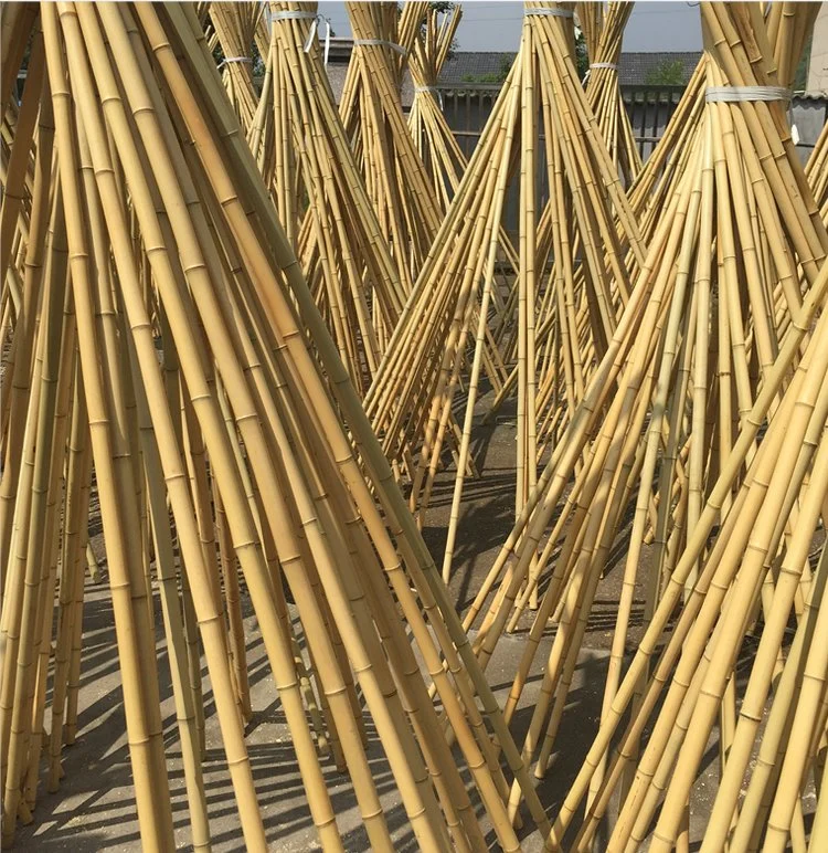 Grand diamètre naturel sec Tonkin bambou brut Pole Moso bambou