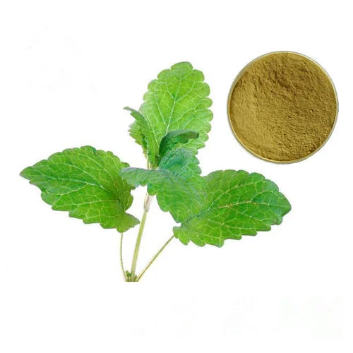 Natural Melissa Officinalis Extract Powder, Lemon Balm Extract, Flavones/ Rosmarinic Acid 10%