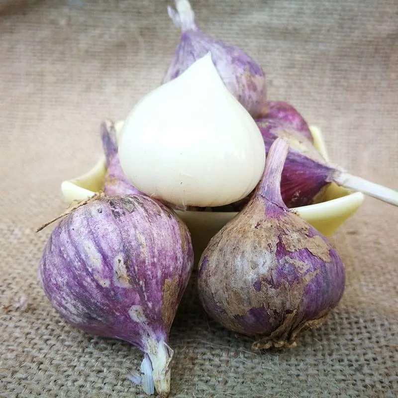 China Exports Fresh Vegetables Naturally Grown Garlic Fresh Garlic in Bulk Wholesale/Supplier