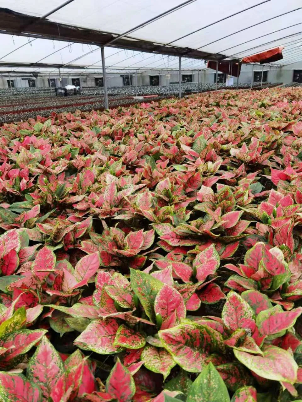 Aglaonema Ruyi rojo de la planta de hojas de plántulas de Bonsai