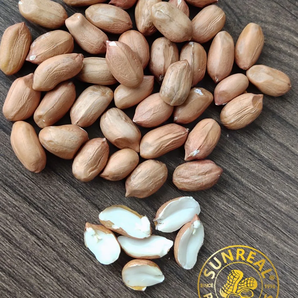 Raw Java Peanut in Shell/Superior Quality From China Snacks Food