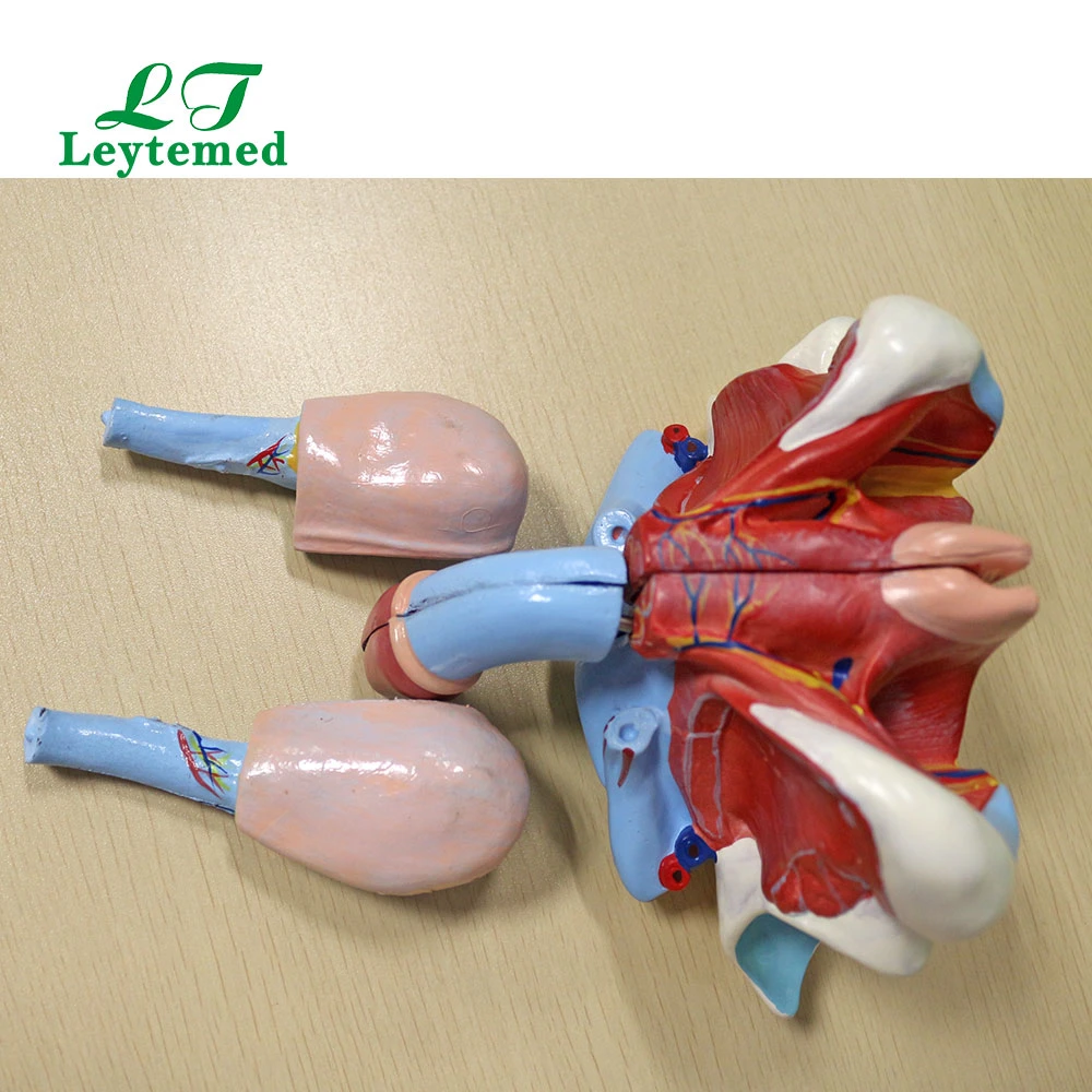 Ltm326D PVC Life-Size Male Genital Organ Model for Medical Use