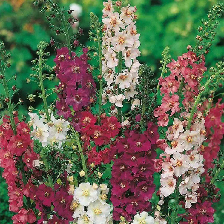 Verbascum Thapsus semillas de Mullein en venta