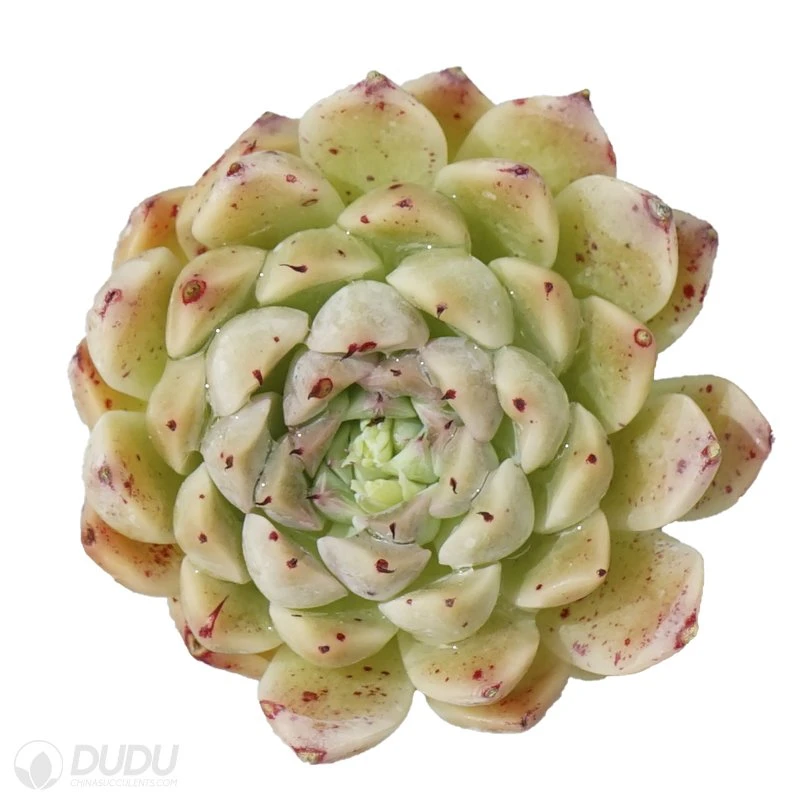 Dudu Lovely Wholesale Hot Sale Hugo Echeveria Natural Live Succulent in Bulk