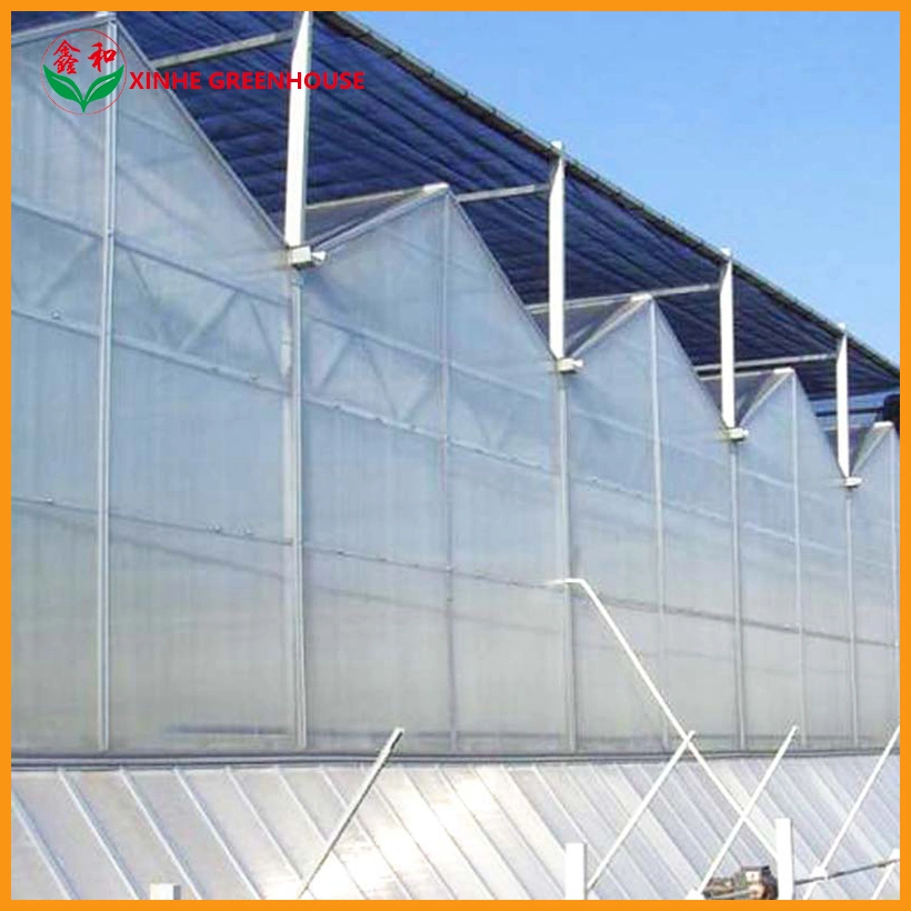 Feuille de polycarbonate Tunnel Multispan Maison verte pour les légumes de serre avec la culture hydroponique