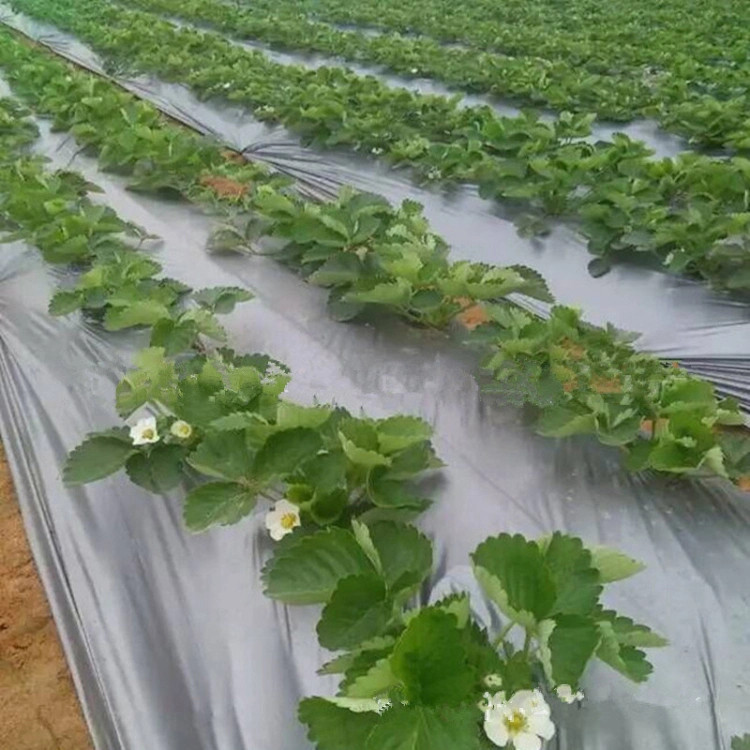 100% Neue PE Kunststoff Mulch Film / Mulch Mulch Kunststoff Folie für Landwirtschaft