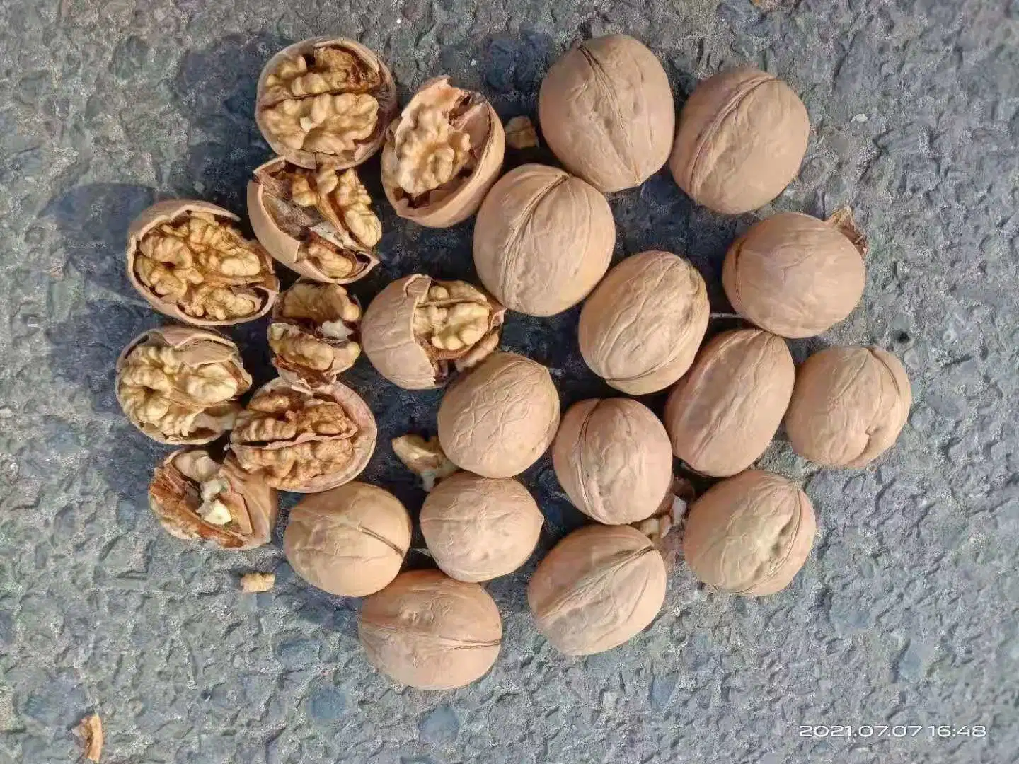 33 Walnuts in Shell 2022 Fresh Crop