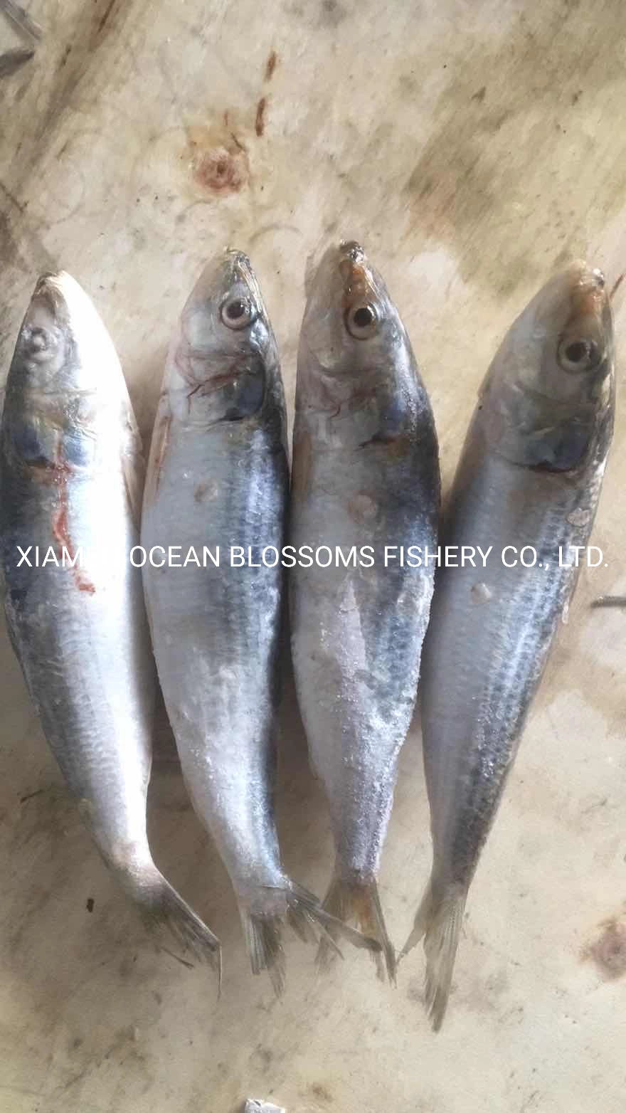 Pour les conserves de sardines congelées Sardinelle la Chine d'approvisionnement en usine