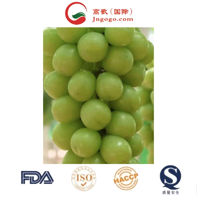 Top Quality Seedless Shine Muscat Grapes