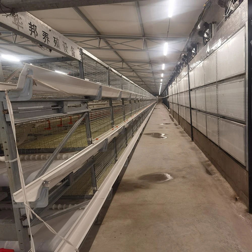 Hochwertige Geflügelzüchtgeräte Layer Chicken Cage mit Automatik System