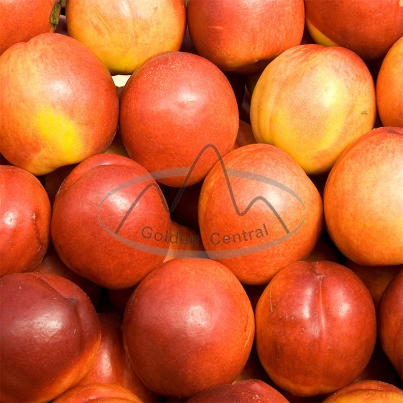 2023 New Crop Fresh Nectarine Peach Export for World