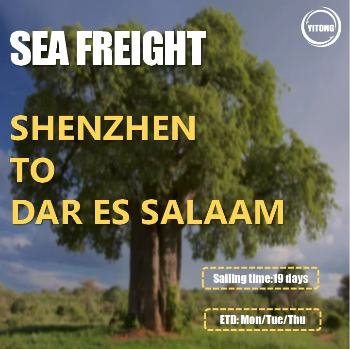 Sea Freight Shipping Cost From Ningbo Qingdao to Algiers Algeria