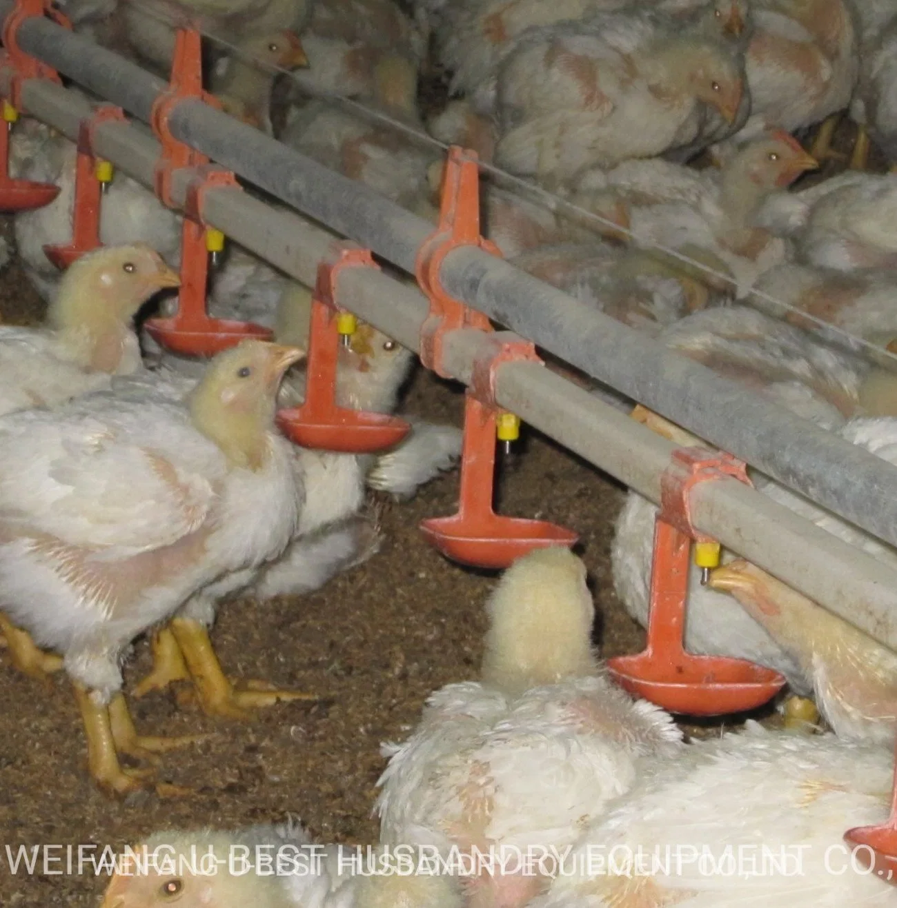 Pollo animales Alimentador de pan y el sistema de bebedero para aves de corral de la casa