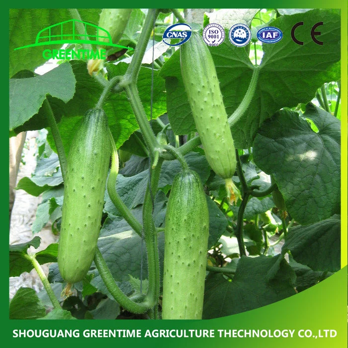 New Crop All Kinds Cucumber Seeds for Selling in China