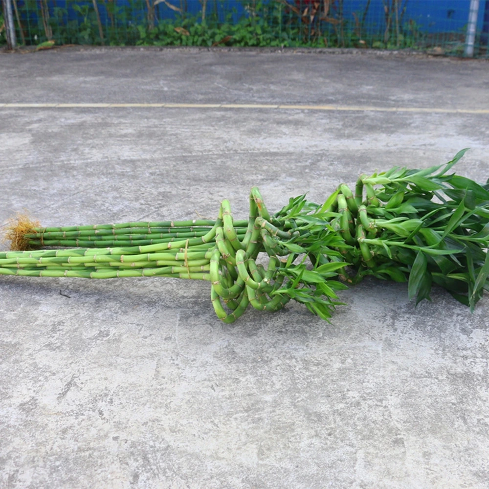 Dracaena Sanderiana спираль бамбуковой дома украшения для использования внутри помещений предприятия в реальном времени цветы оптовая торговля